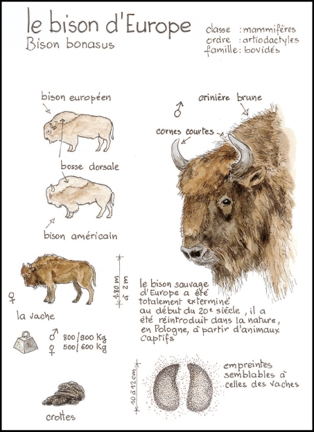 bison