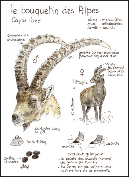 bouquetin