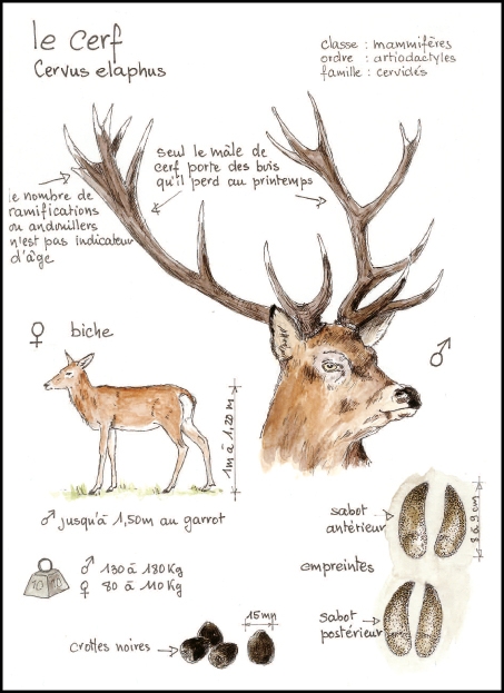 cerf