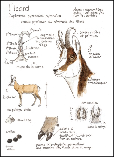 isard