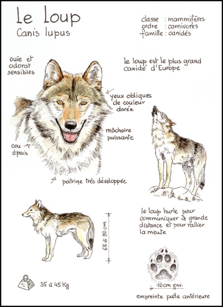 loup