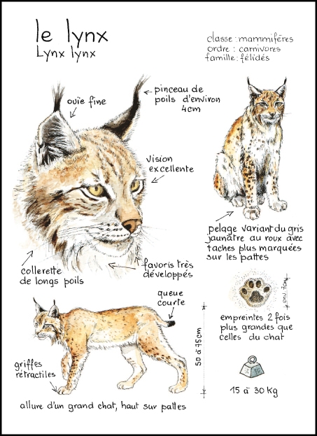 lynx