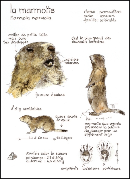 marmotte