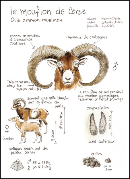 mouflon