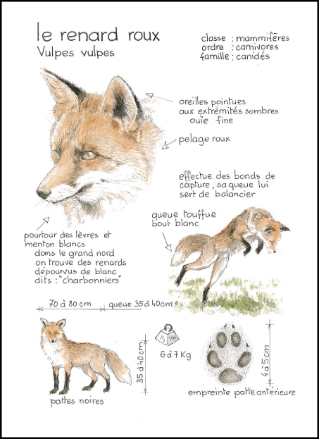 renard