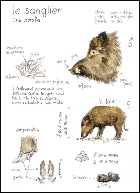 sanglier