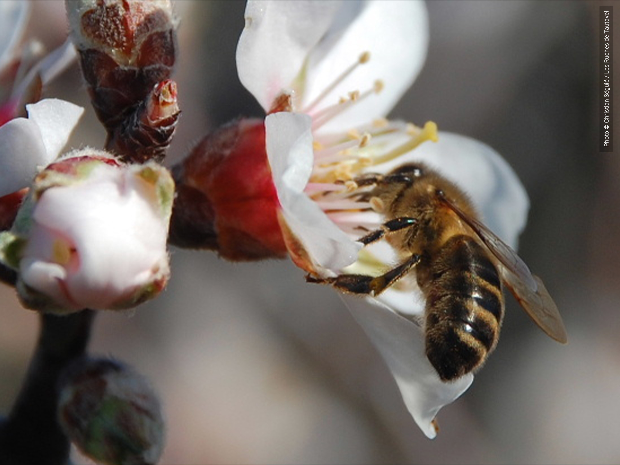 une abeille des ruches de tautavel qui butine